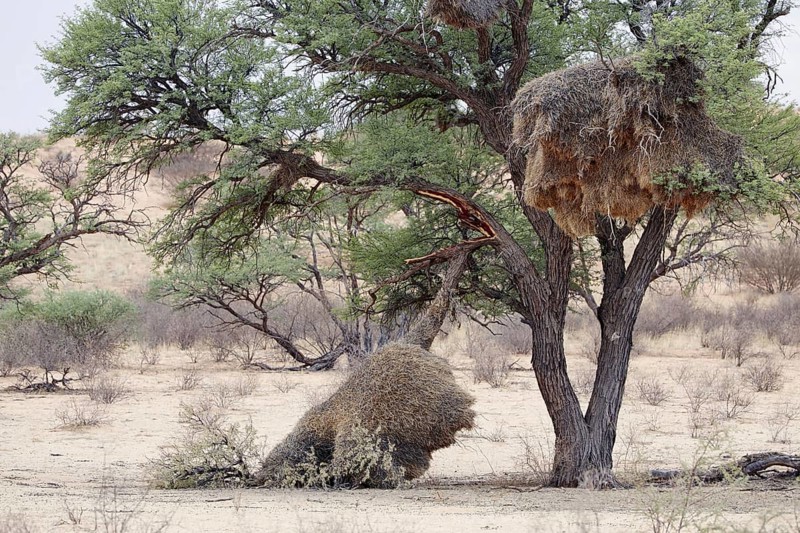 Gregarious weaver