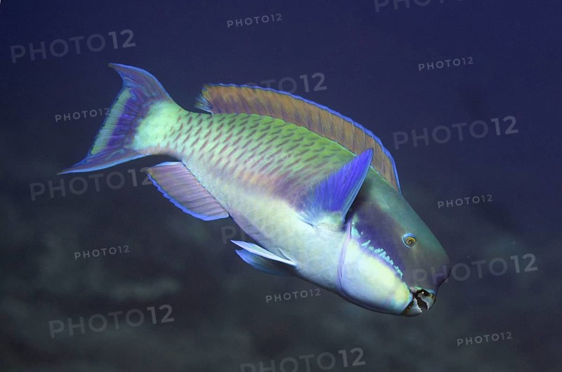 Steephead parrotfish