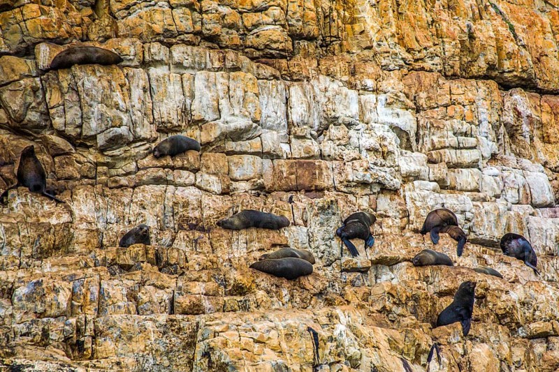 Seal Colony