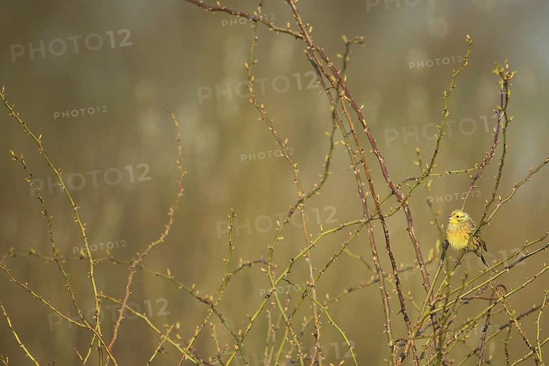 Male yellowhammer