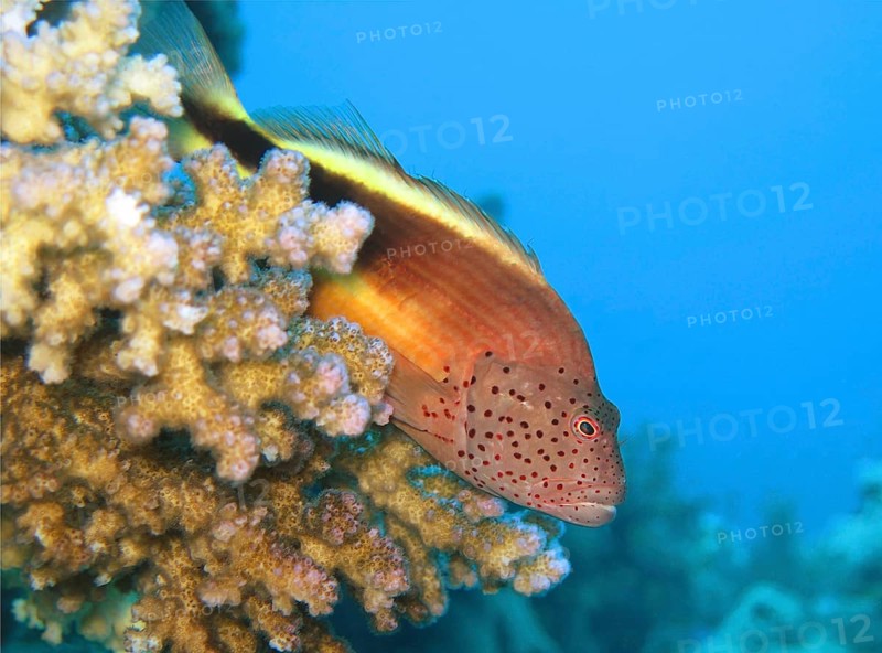 Black-sided hawkfish