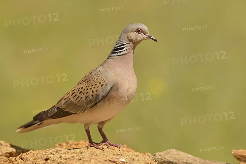 Turtle dove