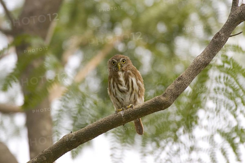 Peruvian Pygmy Owl