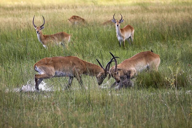 Red litchi waterbuck