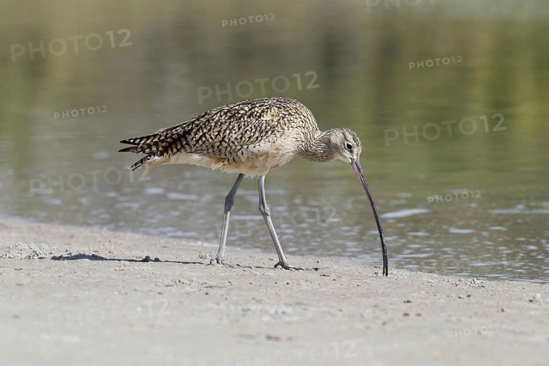 Long-billed Curlew