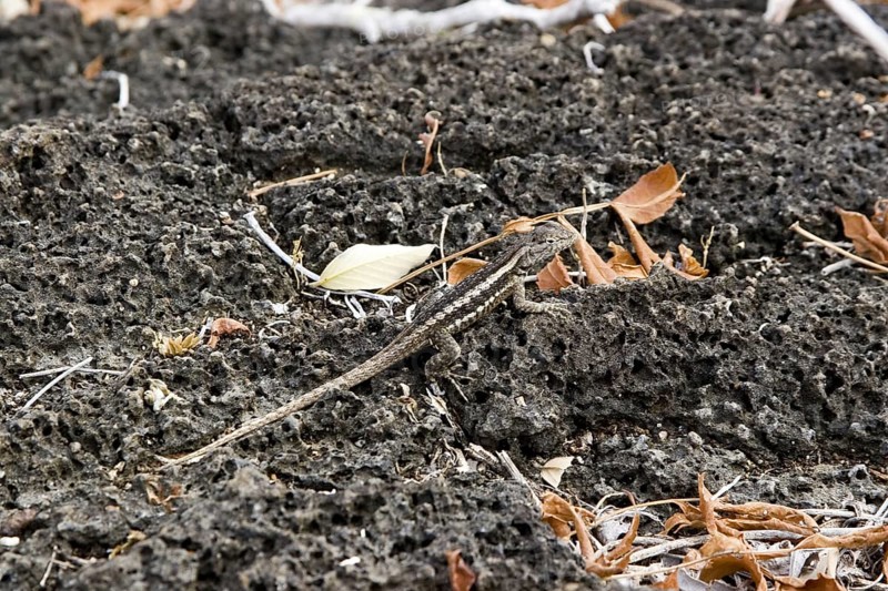Lava Lizard