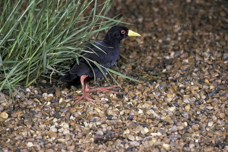 Amaurornis flavirostris
