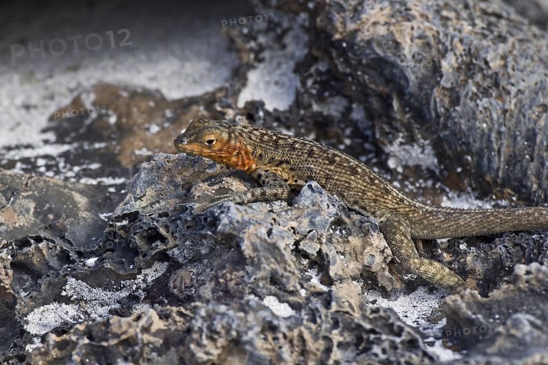 Tropidurus albemarlensis