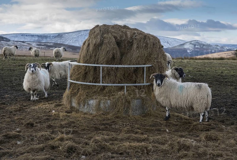Domestic sheep