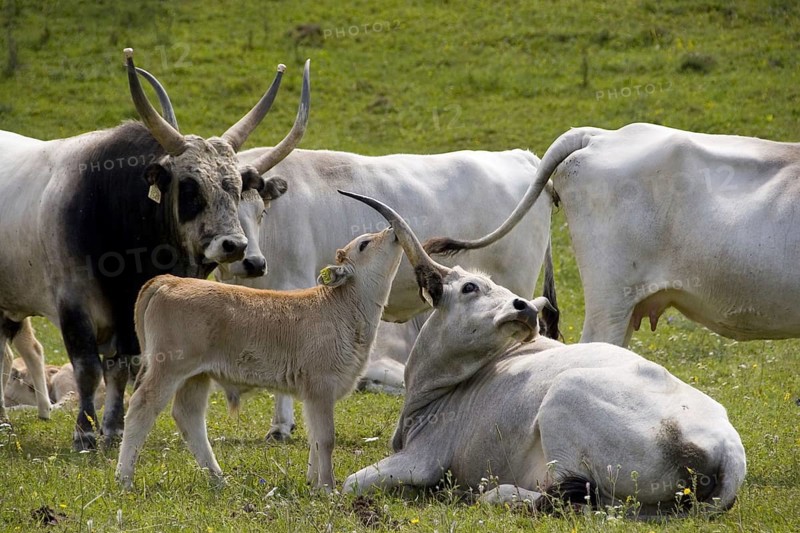 Hungarian grey cattle