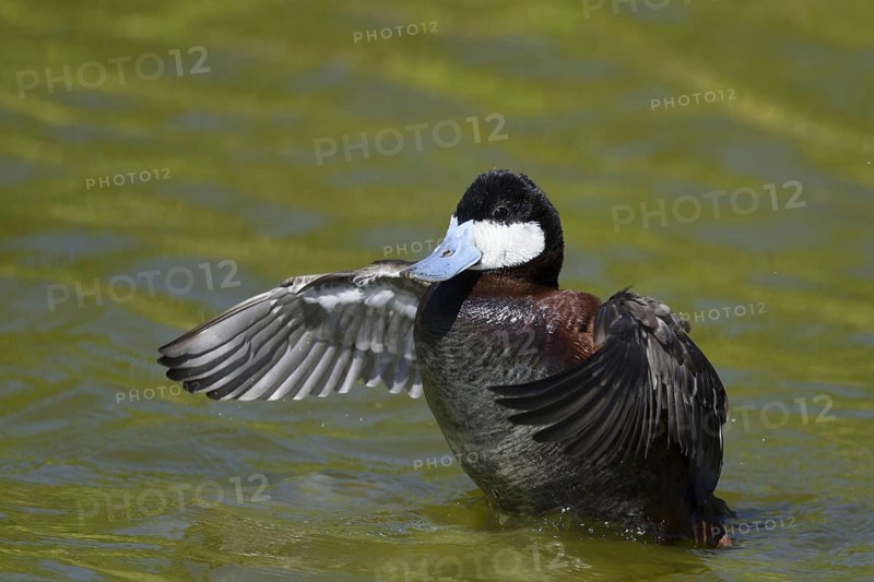Ruddy duck