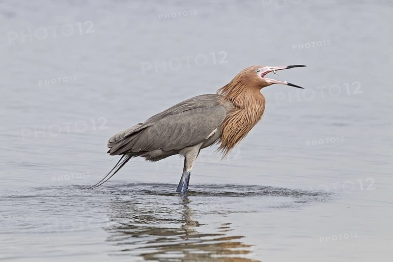 Reddish egret