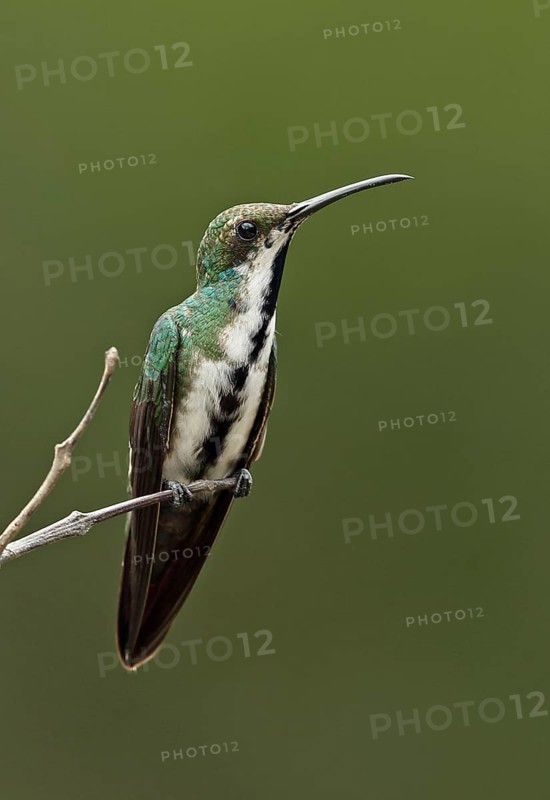 Black-throated Mango