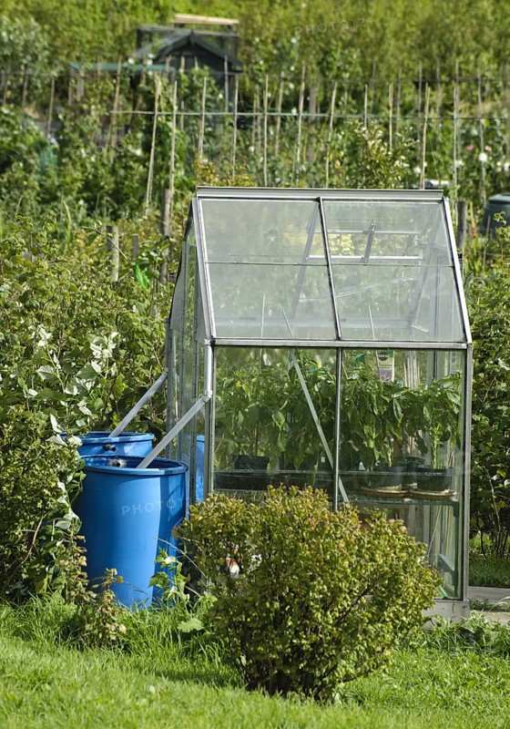 Greenhouse with rainwater butts on allotment