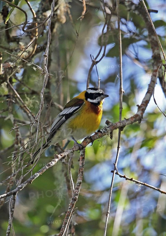 Hispaniolan Spindalis