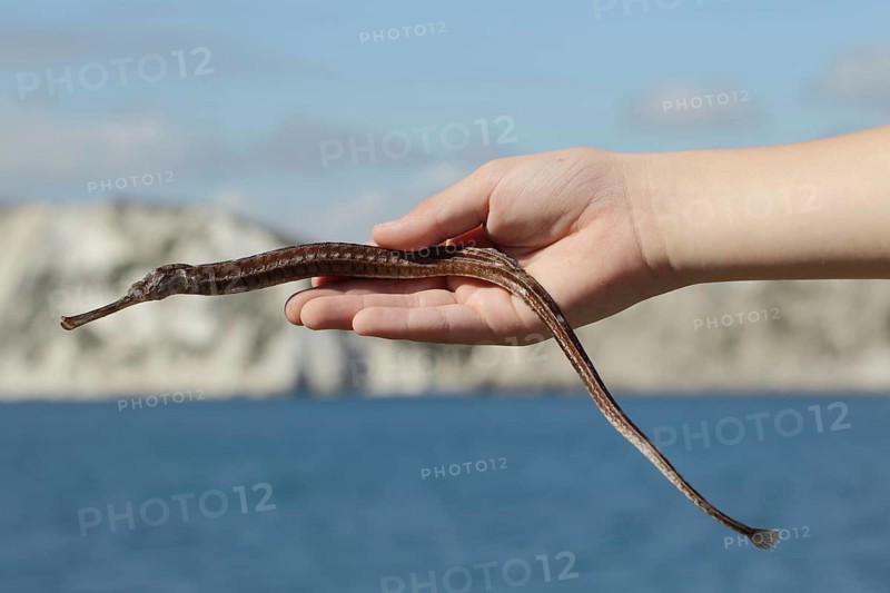 Greater Pipefish