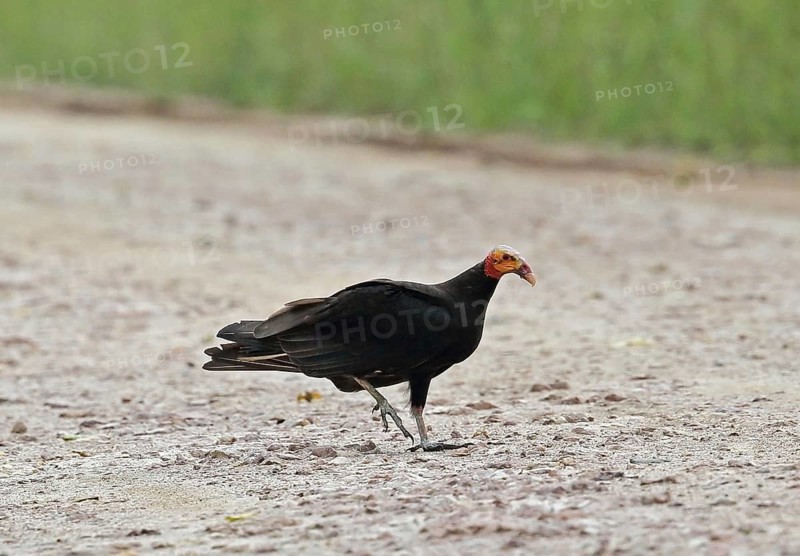 Lesser Yellow-headed Vulture