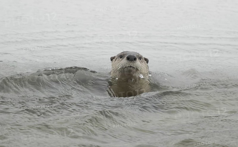 North American River Otter