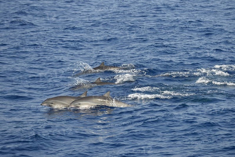 Fraser's Dolphin