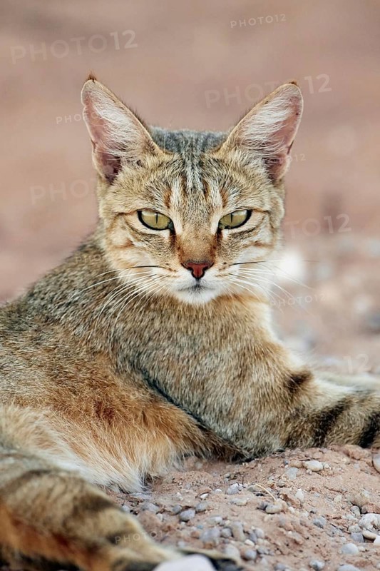 African wildcat