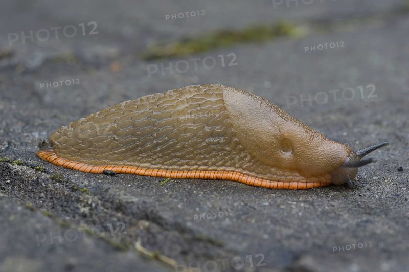 Red Slug
