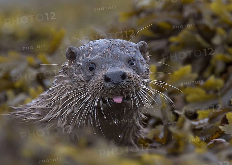 European otter