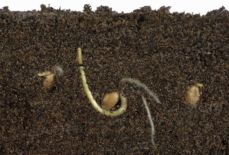 Wheat seeds germinating in a glass-sided container and showing root and air development