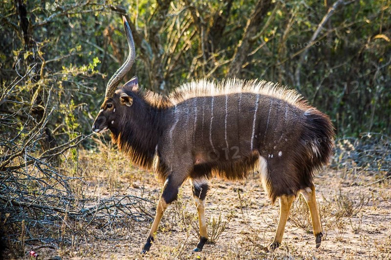 Nyala antelope
