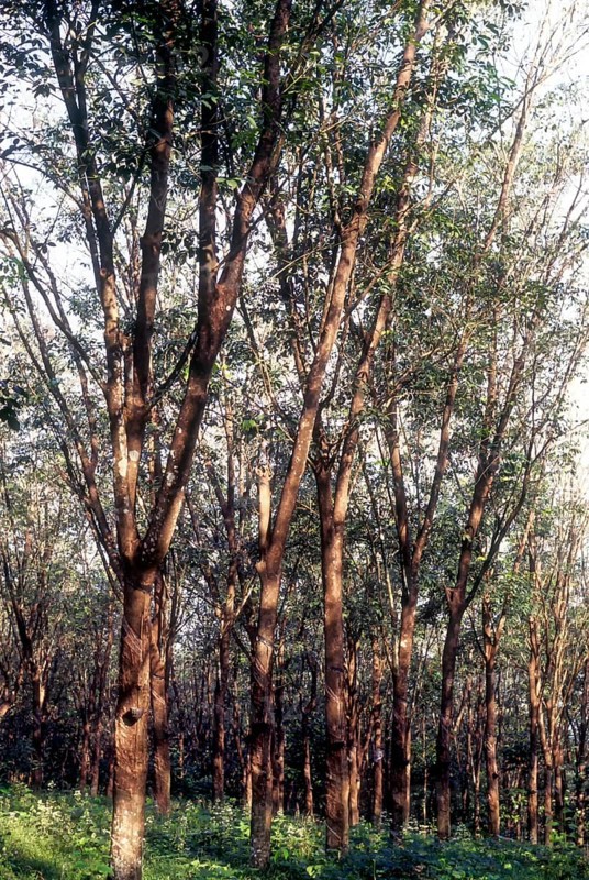 Rubber trees