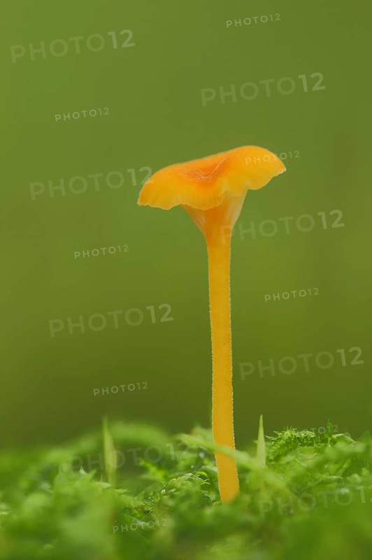 Shiny orange stitchwort
