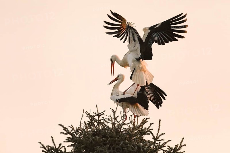 At sunrise a male white stork lands with wings spread on the female standing in the nest for mating