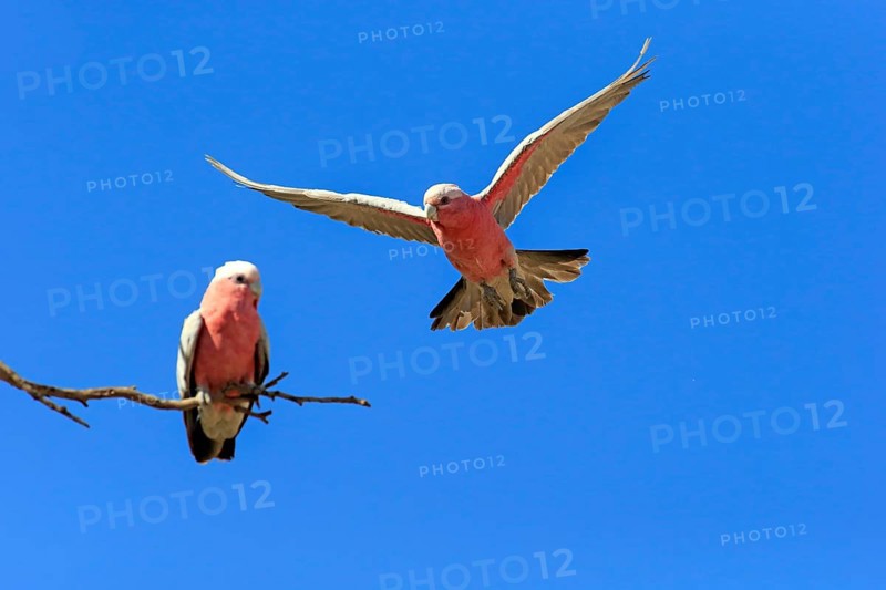 Pink Cockatoo
