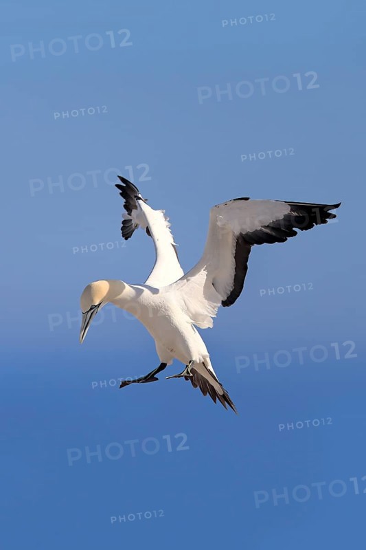 Cape Gannet