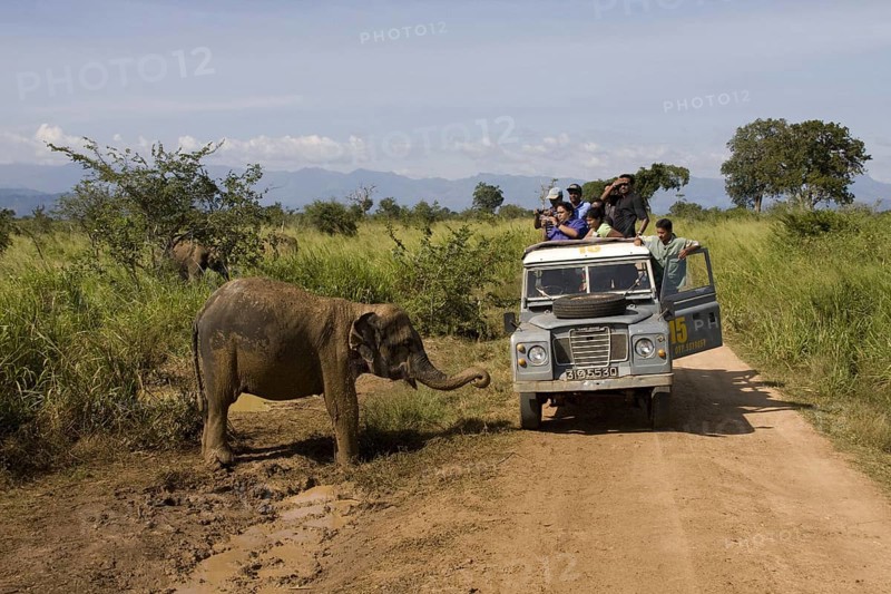 Asian Elephant