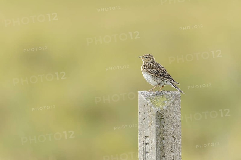 Eurasian Skylark