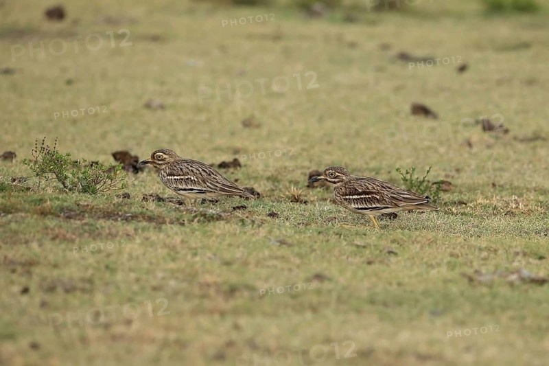 Indian indian stone-curlew