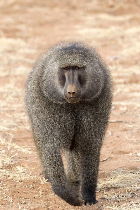 Olive baboon