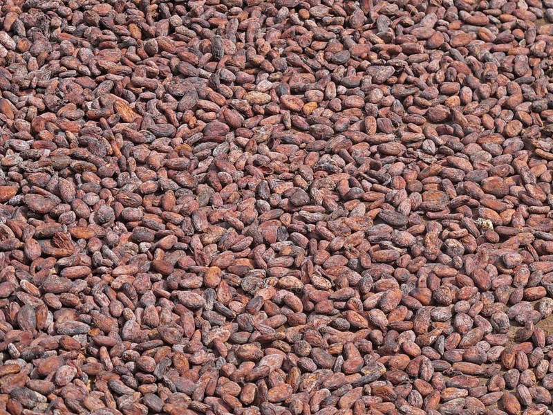 Cocoa tree