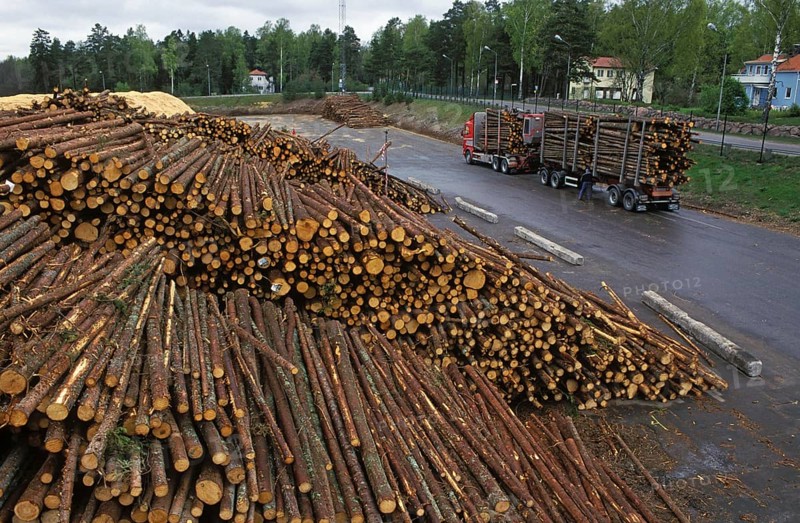 Stacks of felled tree trunks and transport trolleys at the pulp mill