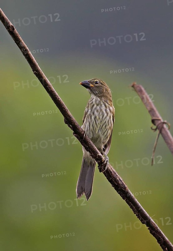 Striped saltator
