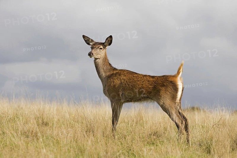 Red deer