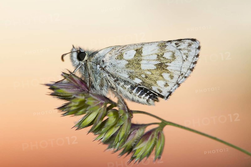 Safflower Skipper