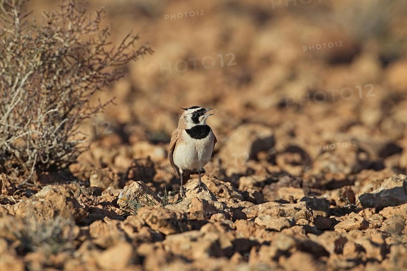 Temminck's Horned Lark