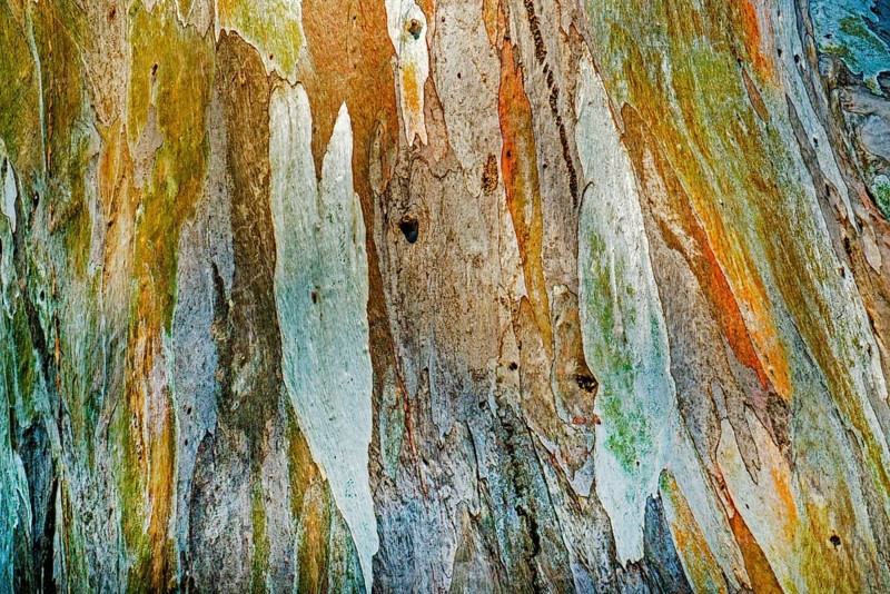 Eucalyptus bark