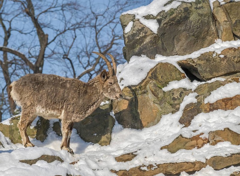 Siberian ibex