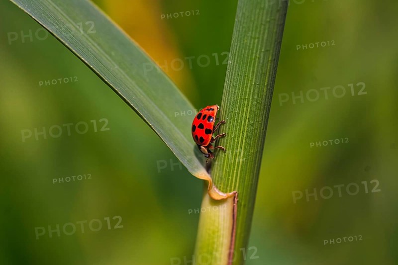 Asian lady beetle