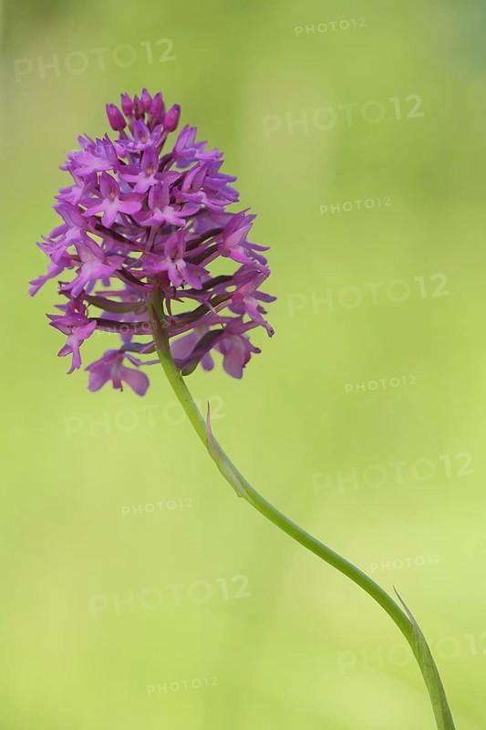Dogwort