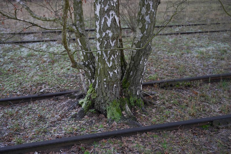 Birch
