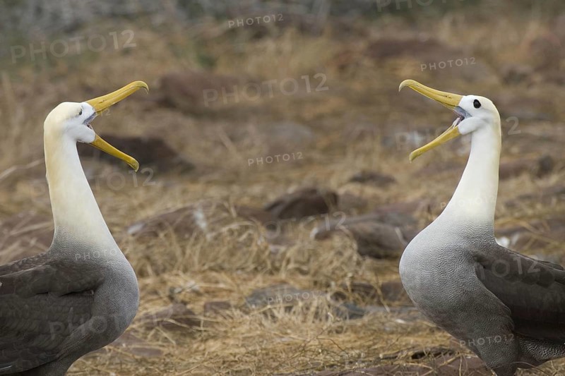 Scattering of wavy albatrosses on Espanola Island