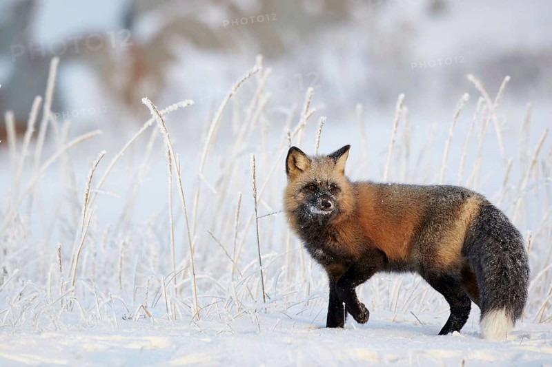 American red fox